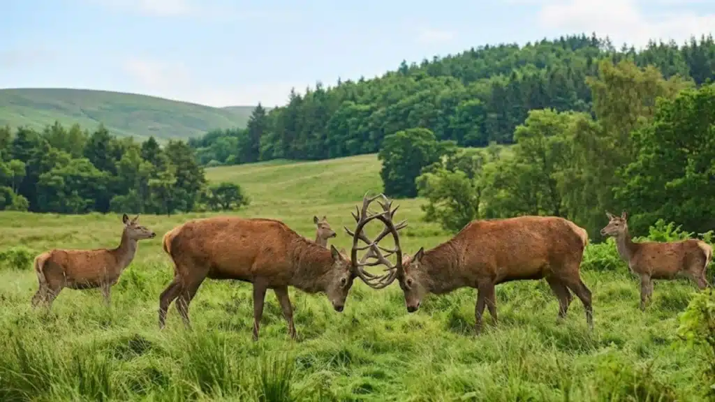 the red deer rut