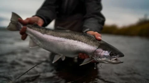 Rainbow-Trout-Fishing-Fish-Nation