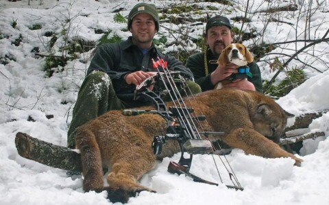 Mountain Lion Hunts