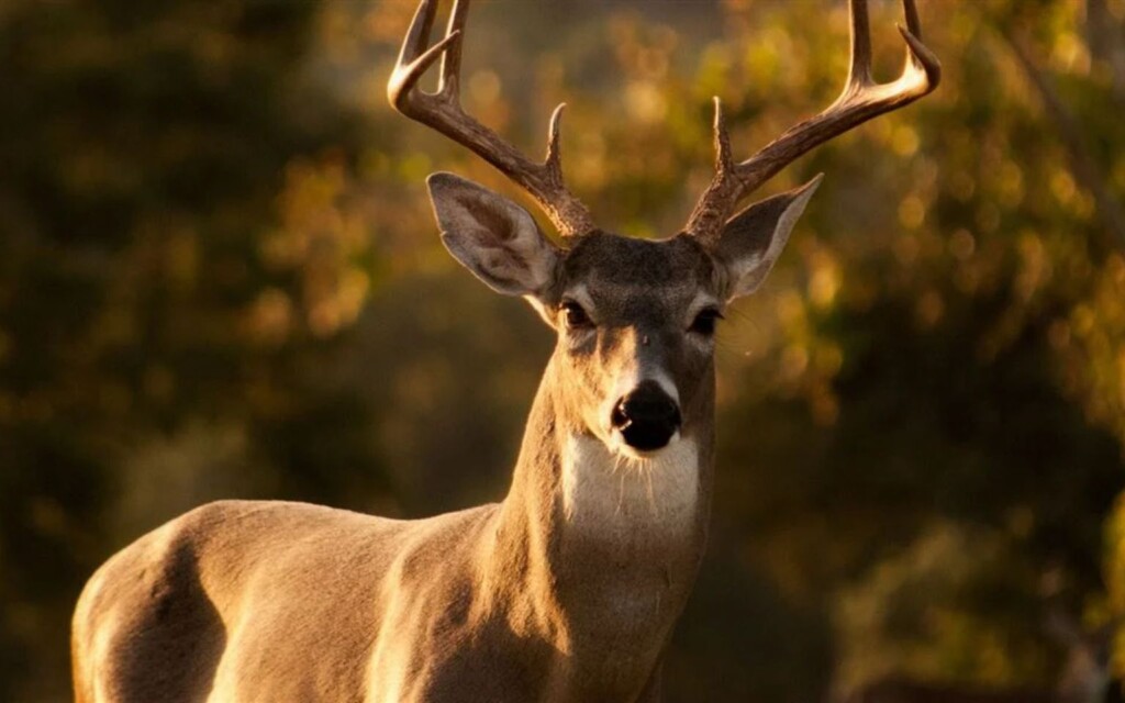 Whitetail Hunting: Understanding Whitetail Deer, Habitat and Wildlife Management 3 Whitetail Hunting