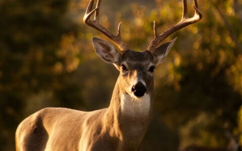 Whitetail Hunting